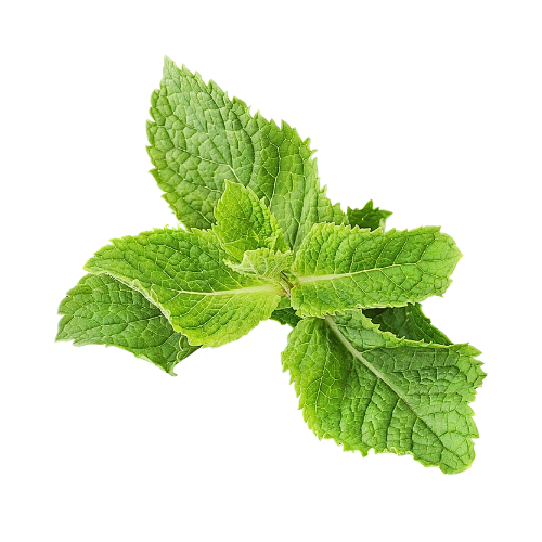 Spicy Mint