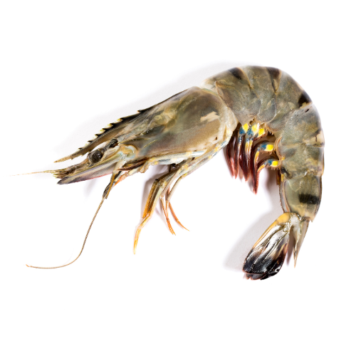 Black Tiger Shrimp