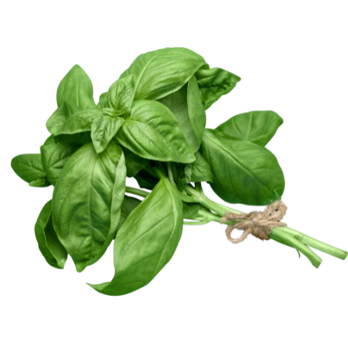 Basil