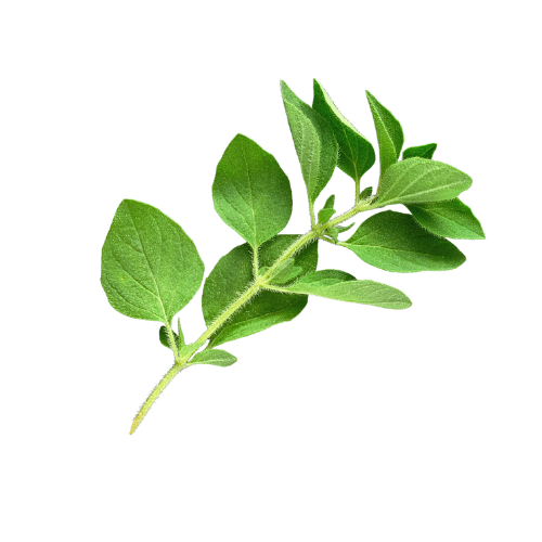 Oregano