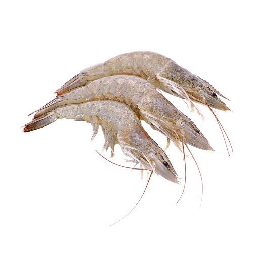 White Leg Shrimp