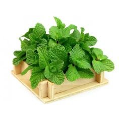 Mint Leaves