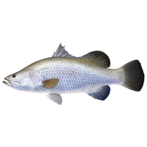 Seabass Fish