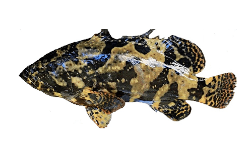 Grouper Fish